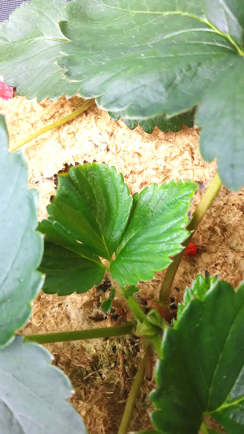 イチゴのチップバーン対策 葉欠きとカルシウム肥料の葉面散布 10月15日夜 はやて号の栽培雑記