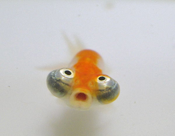 金魚を数匹飼うとき 大きさはそろえるべき きんぎょ本舗ブログ 金魚holic