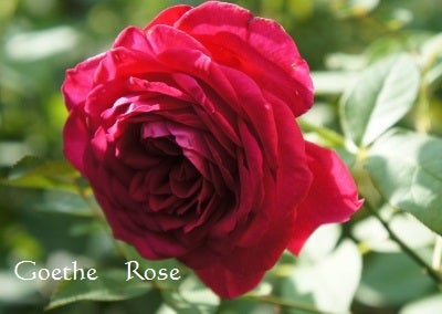 バラの講座 鉢植えバラの植え替え ピエール ド ロンサール編 ママの薔薇のブログ
