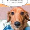 ぷーちゃん今日も自由犬の画像