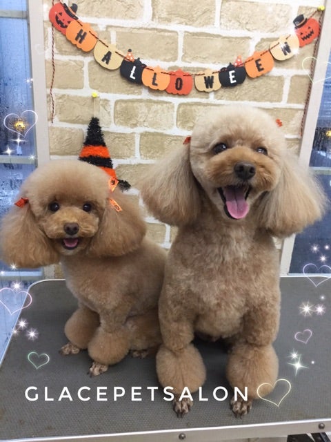 フォローしてください♪の記事画像