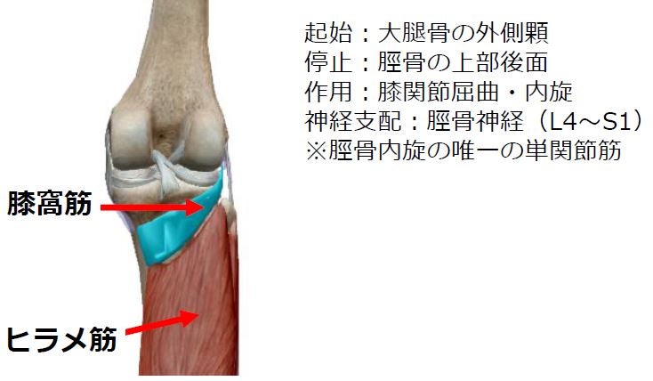 膝窩筋による機能障害の可能性 徒手療法を学べるセラピストのブログ