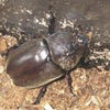 「カブト虫」の画像