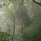 悲願の屋久島撮影（その２） ～雨の縄文杉登山～の記事より