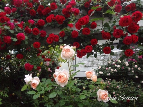 お庭の主役になる赤のつるバラ 名古屋のバラ苗専門店ローズセクションのブログ