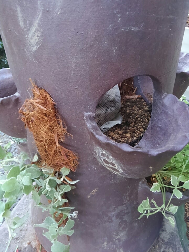 ストロベリーポット風植木鉢の寄せ植えを作る | バラの育成記録