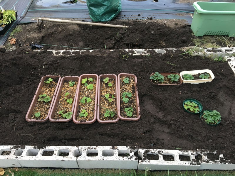 いちご栽培 栽培ノートを作る 北海道石狩家庭菜園に入園しました