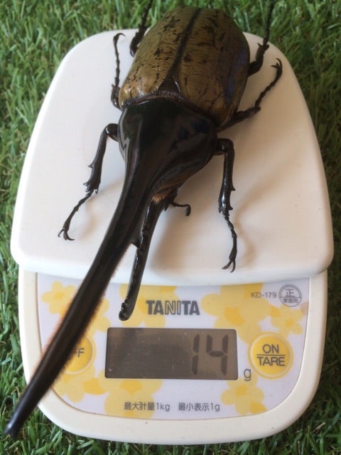 ☆ Dynastes Hercules Hercules 標本 更新(^^)☆ | ドルクス赤羽 ☆ Dynastes Hercules Hercules 標本 更新(^^)☆ | ドルクス赤羽