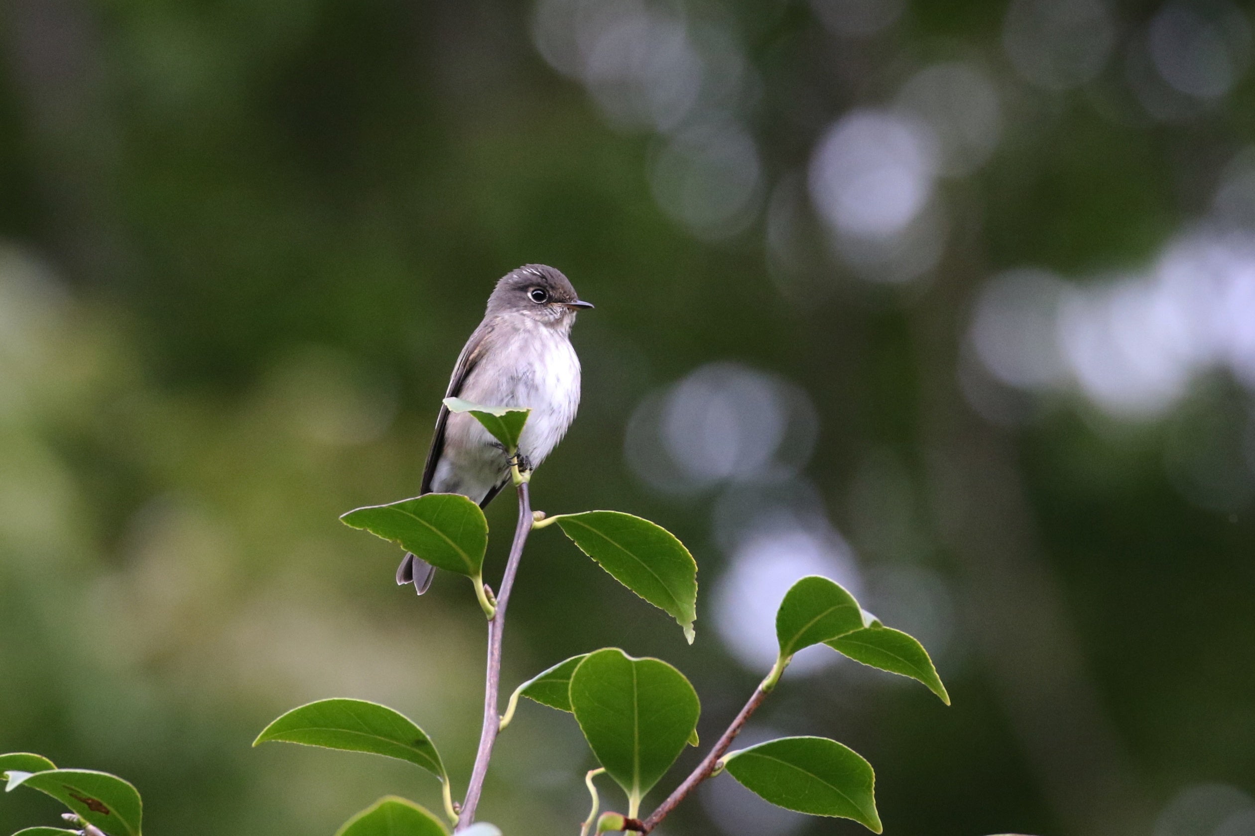 ひたき こさめびたき 小鮫鶲 Yachosaijikiのブログ 私本野鳥歳時記