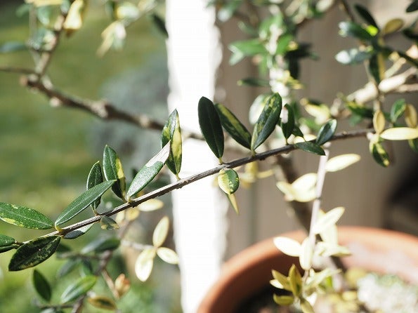 斑入りオリーブ挿し木経過報告 Olivegardening With Succulent