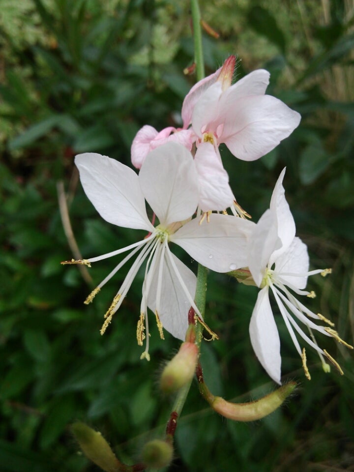 ガウラ ハクチョウソウ 白蝶草 季節の花と花言葉 Kensan 0427さんのﾌﾞﾛｸﾞ