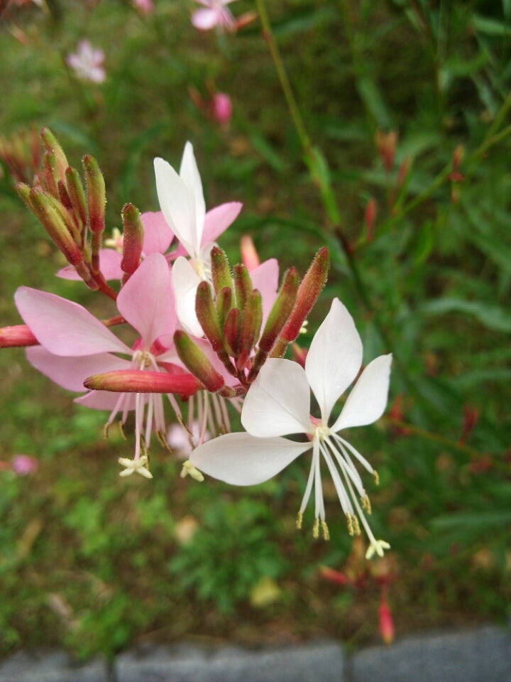 ガウラ ハクチョウソウ 白蝶草 季節の花と花言葉 Kensan 0427さんのﾌﾞﾛｸﾞ