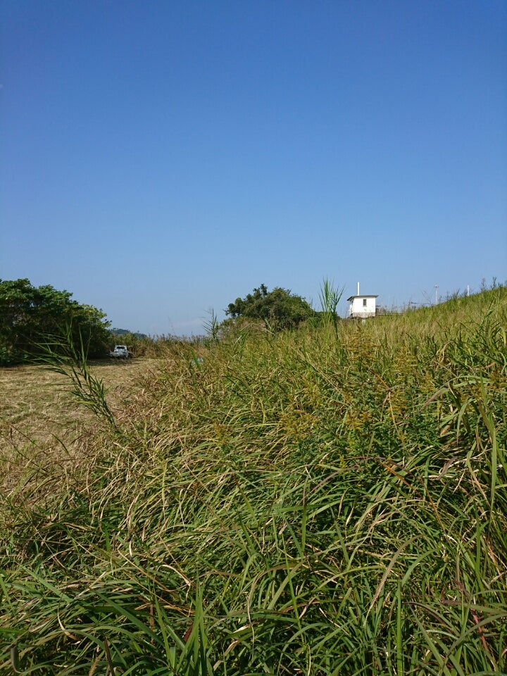 河川敷の斜面の草刈りと野草 mihanahanaのブログ
