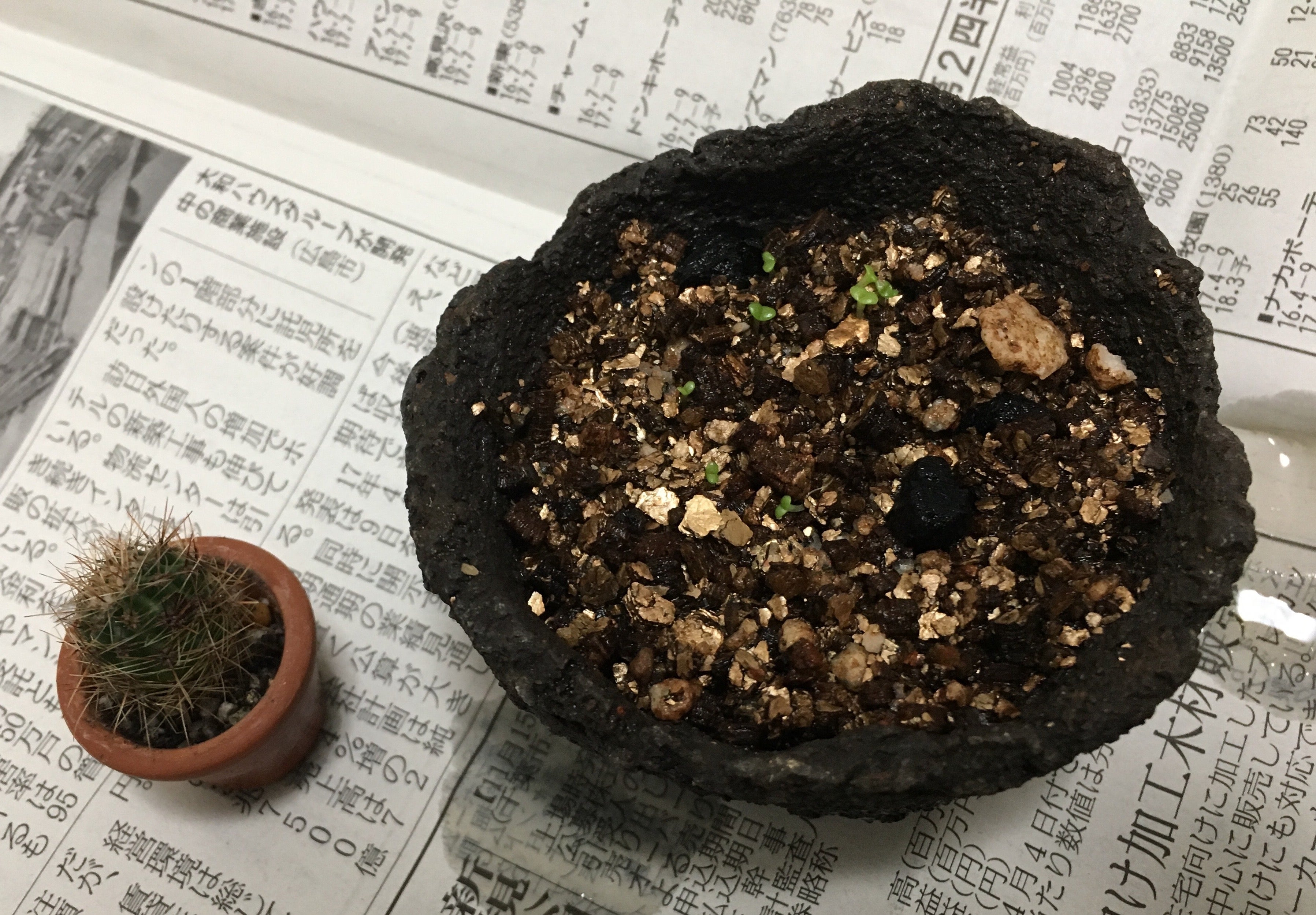 モニラニア うさぎサボテン 育て中 うづまくブログ モニラニア うさぎサボテン 育て中 うづまくブログ