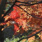 文化の森総合公園の紅葉、綺麗だったね～！の記事より