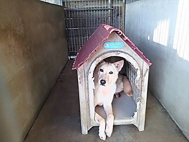 犬小屋（ボブハウス）ご寄付のお願い。 | アニマルフォスターペアレンツ