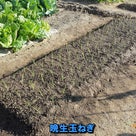 畑とプランターに玉ねぎ苗を植え付け（動画付き）の記事より