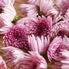 【糖尿病レシピ】菊の花と人参とそのレシピたちの画像