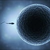 妊娠力＝免疫力の画像