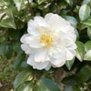 職場の庭に咲く寒椿…綺麗っすね❤️www✌️の画像