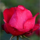 秋薔薇も終わりを迎えた ハナフェスタ公園　　平成２９年１１月の記事より
