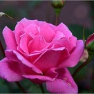 秋薔薇も終わりを迎えた ハナフェスタ公園　　平成２９年１１月の記事より