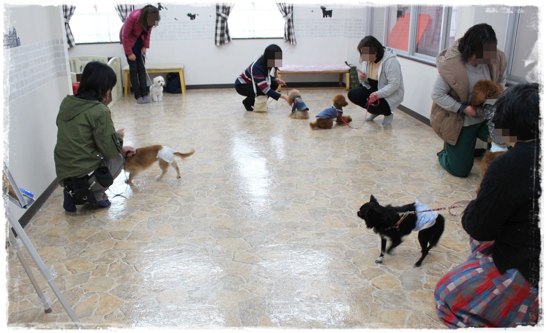 11月第四水曜日「しつけ教室」無事に終了しました。 岡山県 ティーカップ プードル 子犬販売 CUTE