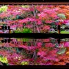 寿福寺の紅葉狩り♪の画像