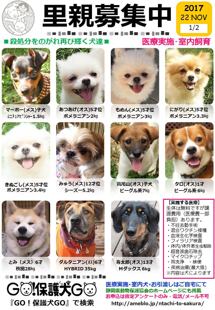 はじめての保護犬一時預かり ぶぶ(明ちゃんママ)さん | GO はじめての保護犬一時預かり ぶぶ(明ちゃんママ)さん | GO