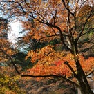 秋の京都の記事より