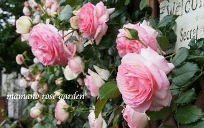半日陰 北側 日照時間が少ない環境 でも育つバラの品種 ママの薔薇のブログ