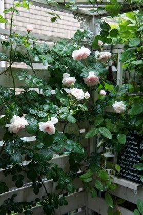 半日陰 北側 日照時間が少ない環境 でも育つバラの品種 ママの薔薇のブログ