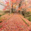 秋の関西へ行ってきました。Part2〜京都の紅葉穴場編〜の画像