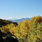 弘法山の黄葉とカミイチ♪の記事より