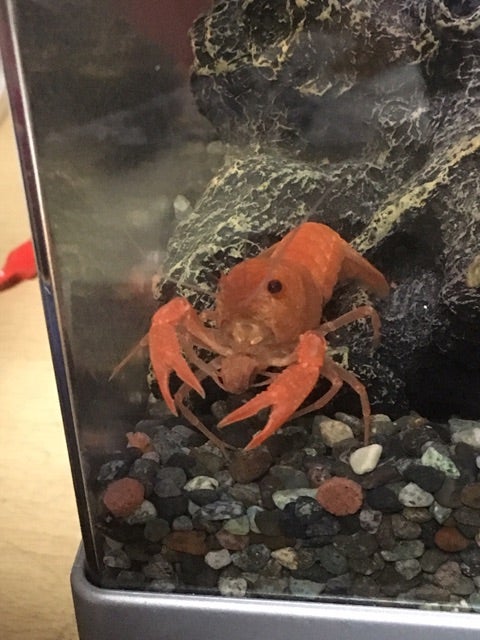 ザリガニ紹介&飼育方法の解説✨✨の記事画像