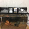 スネークヘッドの飼育にチャレンジしてみよう(´∀｀*)の画像