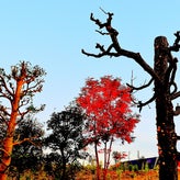 東京【相生坂】優美なる秋景色のサムネイル画像