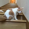 階段から動かないの画像