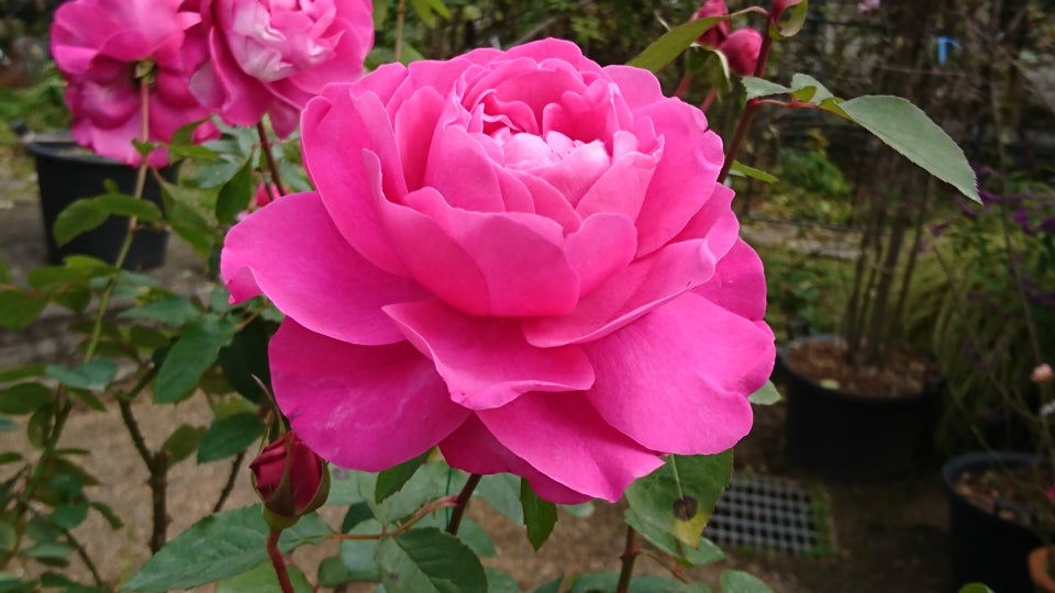 京阪園芸のつるバラ誘引セミナー | usausaのブログ