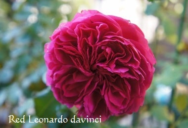 つるバラ冬剪定 誘引 オベリスク誘引のやり方 ママの薔薇のブログ