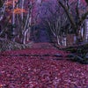 奇跡の絨毯！鶏足寺の紅葉の画像