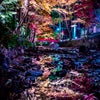 幻想の夜再び 小國神社の紅葉ライトアップの画像