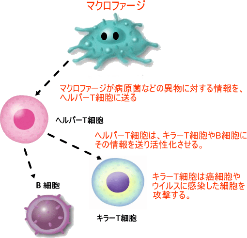 バンコクの理学整体・リンパ・腸活ダイエット・小顔矯正・ファスティングスパRENE抗体を作りだしてウイルスを無力化させるリンパ球