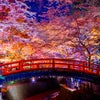 京都の紅葉ライトアップの穴場！北野天満宮の画像
