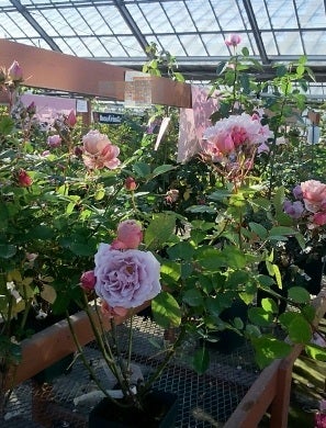 バラの冬剪定の時期 木立性 がんしゅ病予防 バラの家 ママの薔薇のブログ