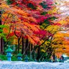 滋賀の風情を彩る！胡宮神社の紅葉の画像