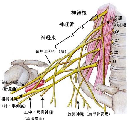 肩の痛み・・右手、左足、腸間膜根 | Physical-wave reSONAnce のブログ