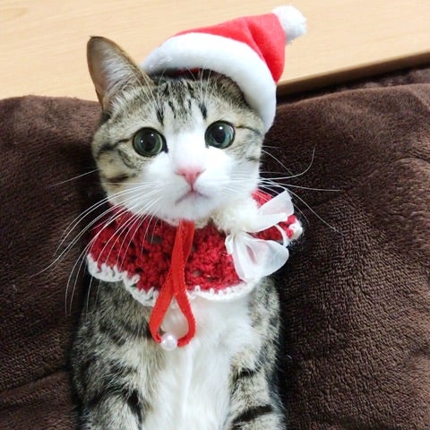 377. メリークリスマス | 猫のすずめちゃん