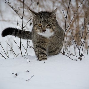 雪と猫　三井由美の画像