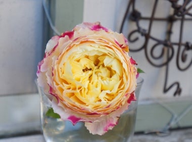 バラの家バラ塾に行きました 肥料と用土替え ママの薔薇のブログ